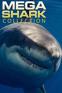 Mega Shark - Mega Shark