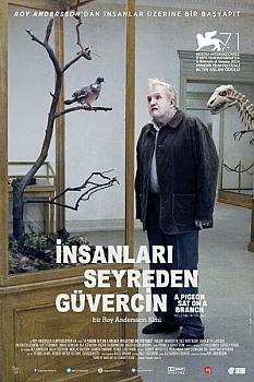 İnsanları Seyreden Güvercin