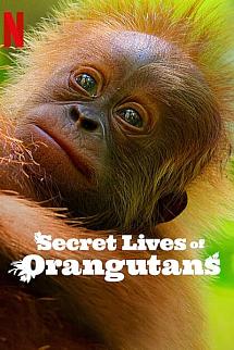 Orangutanların Gizli Yaşamı izle